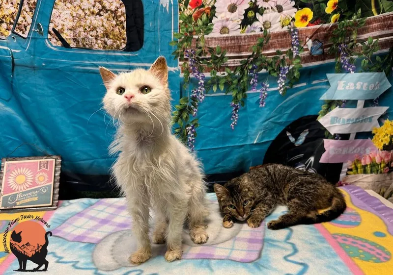 An adult medium-sized female Tabby (Buff / Tan / Fawn) Domestic Short Hair cat named Kay for adoption in Huntington, WV