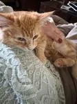 A young medium-sized male Orange & White Domestic Long Hair cat named Hubbel for adoption in Chico, CA