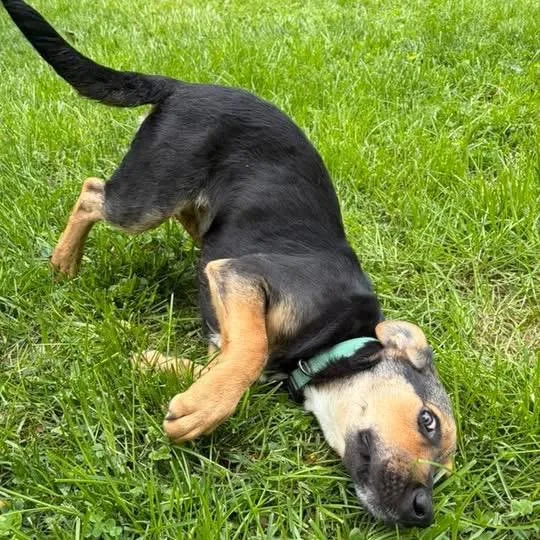 A baby small-sized female Black German Shepherd Dog dog named Juniper for adoption in Stephens City, VA