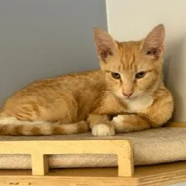 A baby medium-sized male Orange / Red Domestic Short Hair cat named Kiki for adoption in Monroe, NC