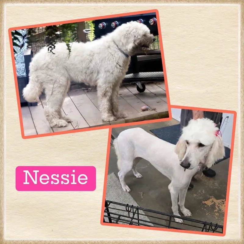 A young large-sized female Standard Poodle dog named Nessie for adoption in Alexander, AR