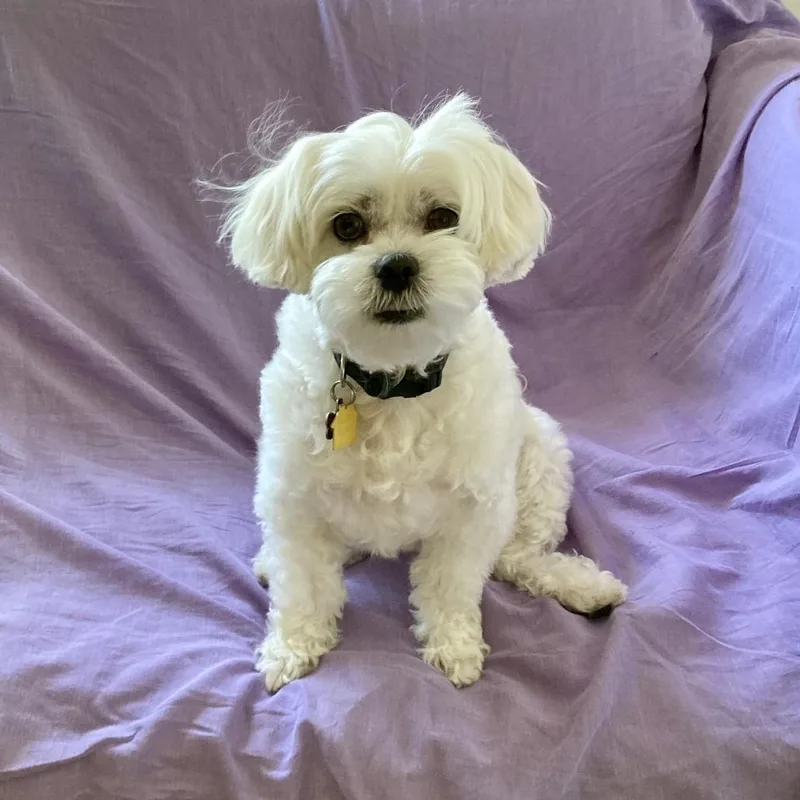 An adult small-sized female White / Cream Maltese dog named Mabel for adoption in Long Beach, CA
