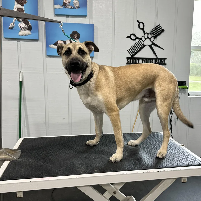 A young large-sized male Yellow / Tan / Blond / Fawn Pit Bull Terrier dog named Stanley for adoption in Media, PA