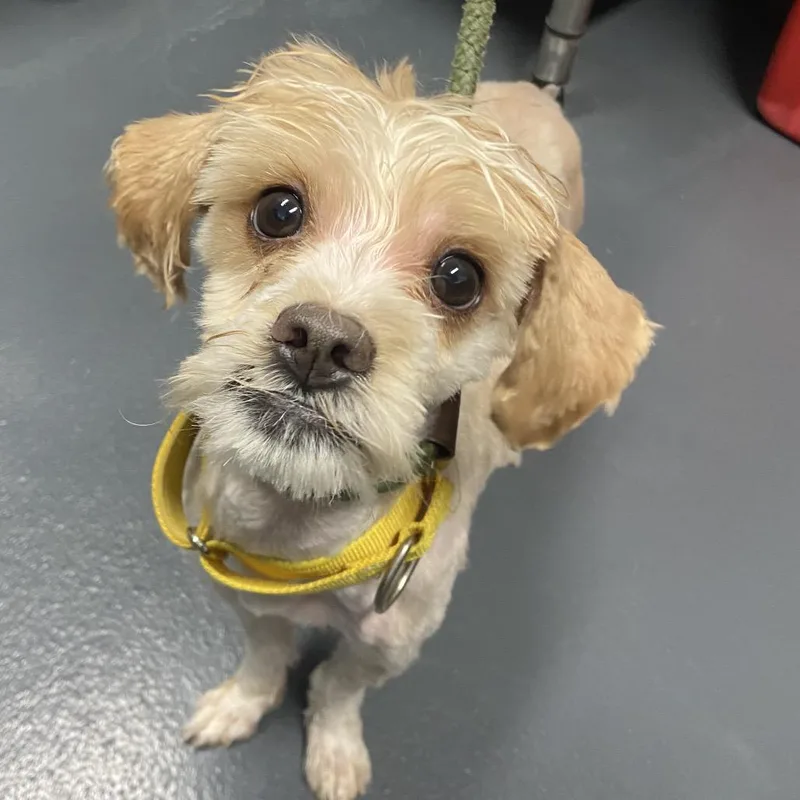 An adult small-sized male Yellow / Tan / Blond / Fawn Yorkshire Terrier dog named Mr. Man for adoption in Allentown, PA