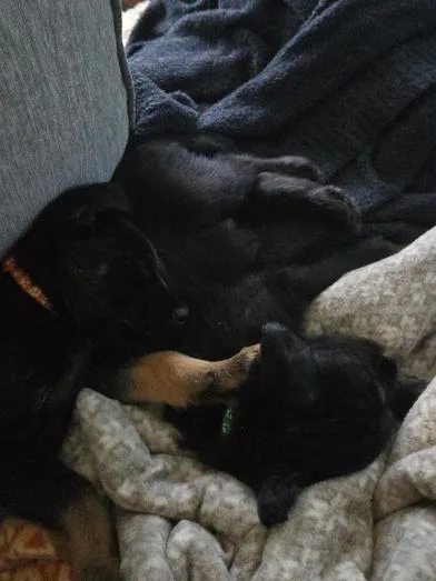 A baby medium-sized male Black Miniature Schnauzer dog named Frenchie for adoption in Liverpool, TX