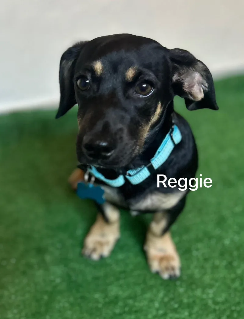 Reggie thumbnail 4