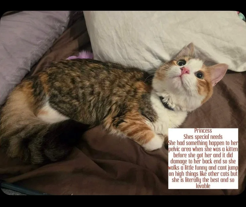 Princess thumbnail 2
