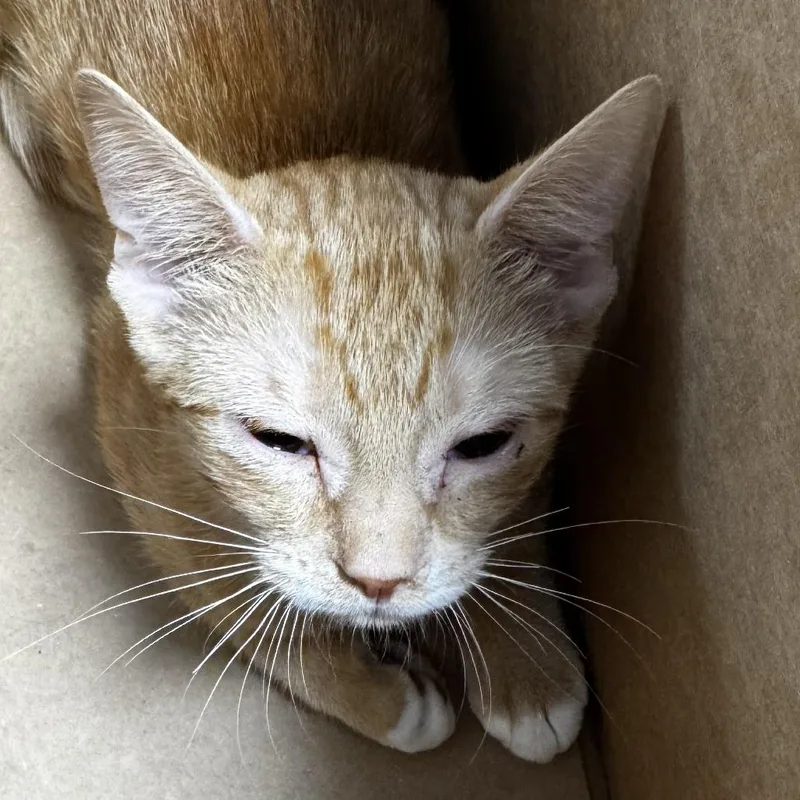 A baby small-sized female Orange / Red Domestic Short Hair cat named East for adoption in Newark, NJ