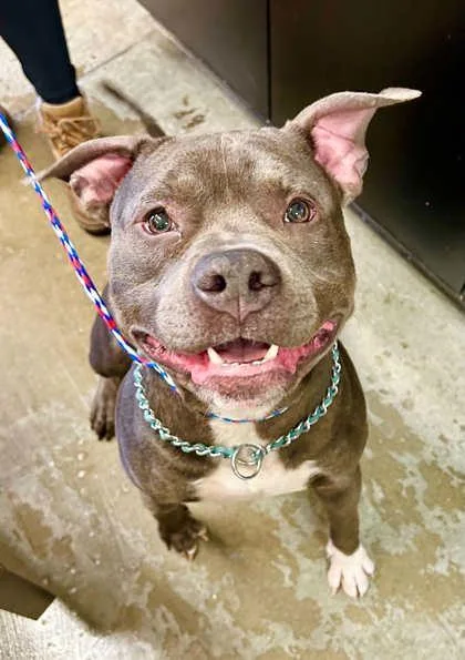 An adult large-sized male Pit Bull Terrier dog named Diesel for adoption in Bowling Green, KY