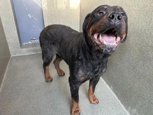 An adult extra large-sized male Rottweiler dog named Rocky for adoption in Gardena, CA