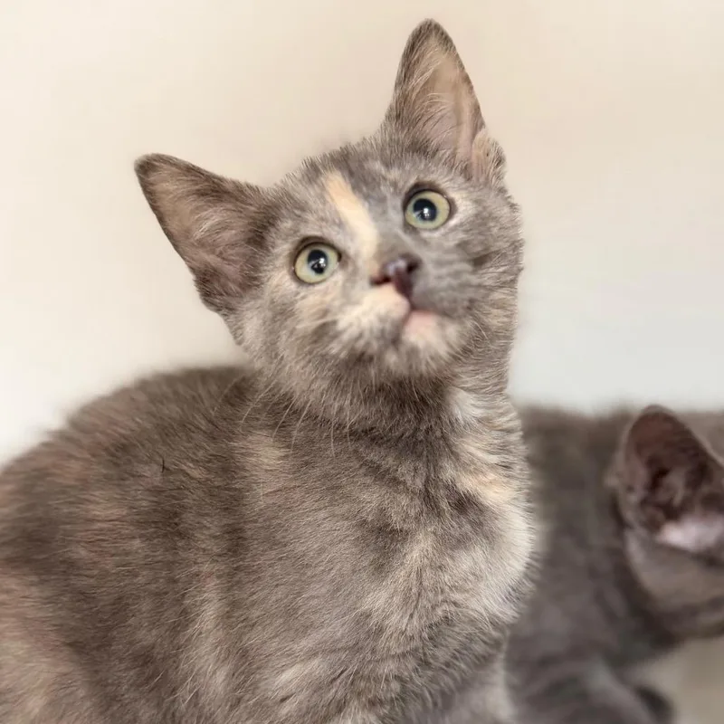 A baby small-sized female Gray / Blue / Silver Domestic Short Hair cat named Bisque for adoption in Champaign, IL