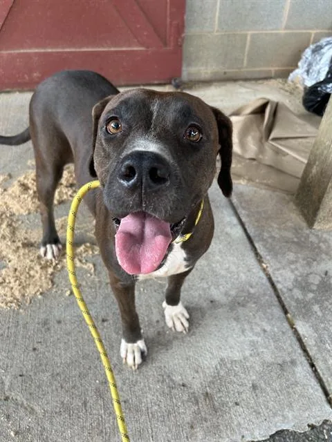A young medium-sized female Mixed Breed dog named Tulip for adoption in Charlotte, NC