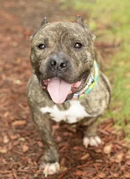 An adult medium-sized female Brindle Mixed Breed dog named Sonia for adoption in Hamilton, OH