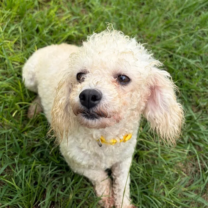 An adult small-sized female White / Cream Miniature Poodle dog named Kalena for adoption in Houston, TX