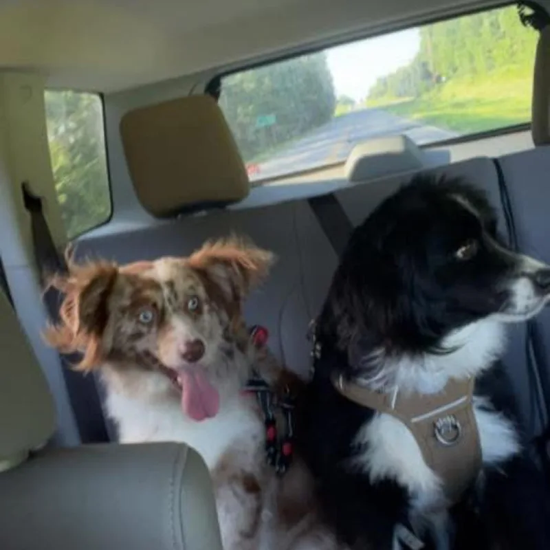 An adult medium-sized male Black Australian Shepherd dog named Memphis for adoption in Tulsa, OK