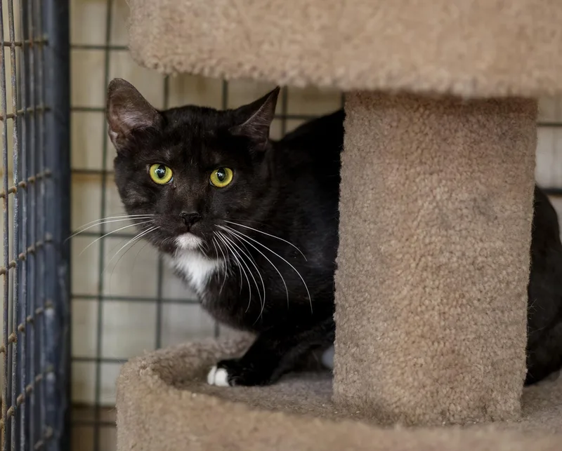 An adult large-sized male Smoke Domestic Short Hair cat named Habanero for adoption in Marana, AZ
