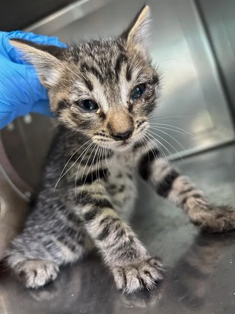 A baby small-sized male Domestic Short Hair cat named A for adoption in Baldwin Park, CA