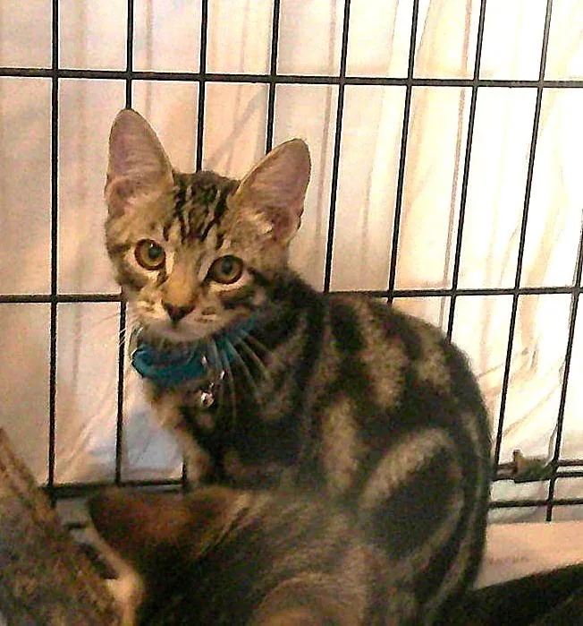 A baby small-sized male Tabby (Tiger Striped) Domestic Short Hair cat named Boo for adoption in Olympia, WA