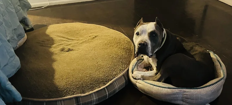 Rocco thumbnail 2