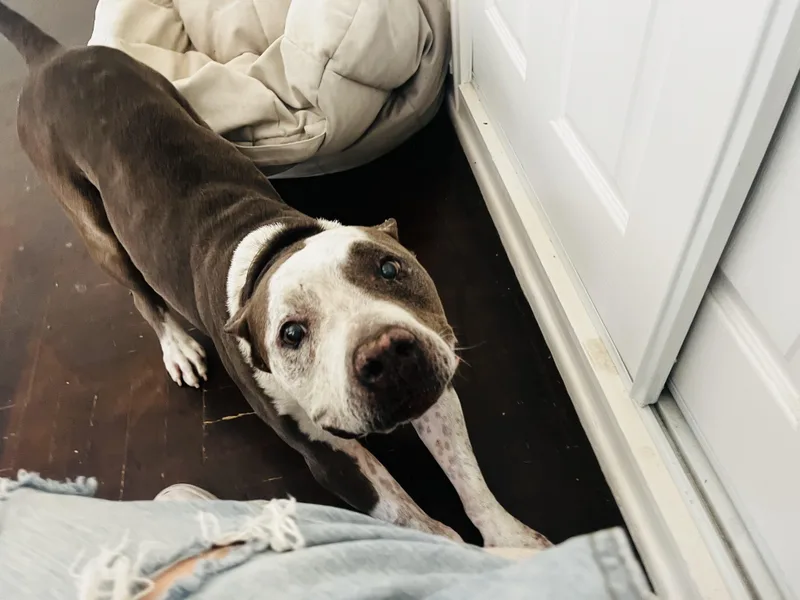 Rocco thumbnail 4