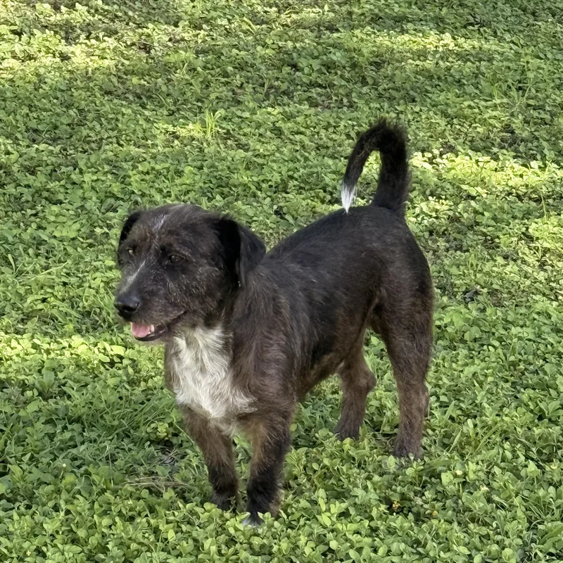 Buddy