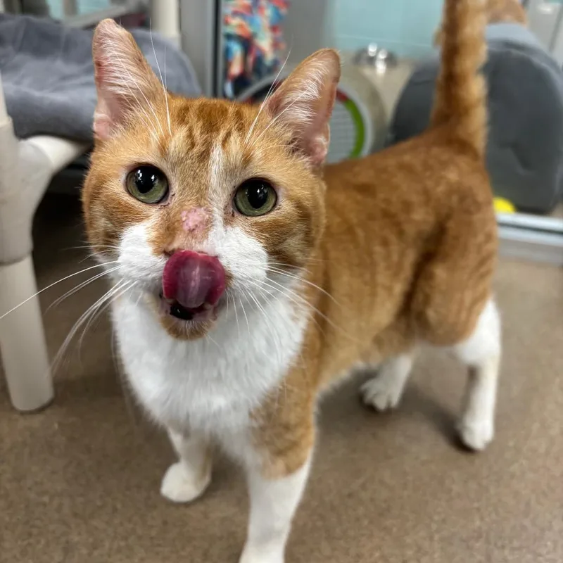 A senior medium-sized male Orange / Red Domestic Short Hair cat named Harold for adoption in Corpus Christi, TX