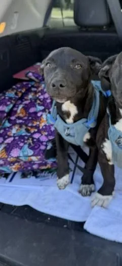 A baby medium-sized female Pit Bull Terrier dog named A for adoption in Stockton, CA