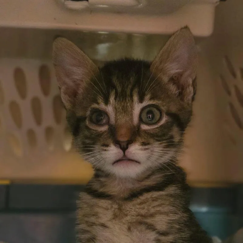 A baby small-sized male Brown / Chocolate Domestic Short Hair cat named Tol for adoption in Lynchburg, VA