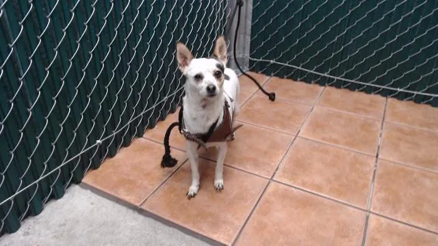 A young medium-sized female Chihuahua dog named Judy Hopps for adoption in Downey, CA