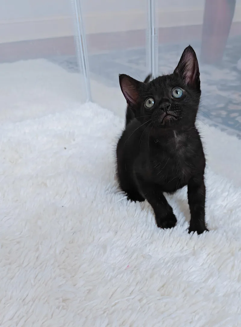 A young medium-sized male Domestic Short Hair cat named Rocky for adoption in New Orleans, LA