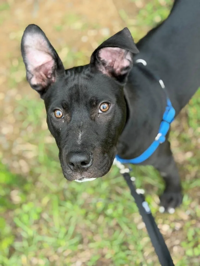 A baby medium-sized male Terrier dog named Geo for adoption in Fort Mill, SC