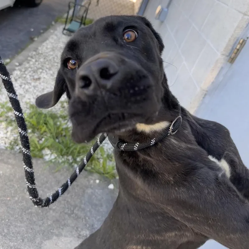 A young large-sized male Mastiff dog named Hagrid for adoption in Chesapeake, VA