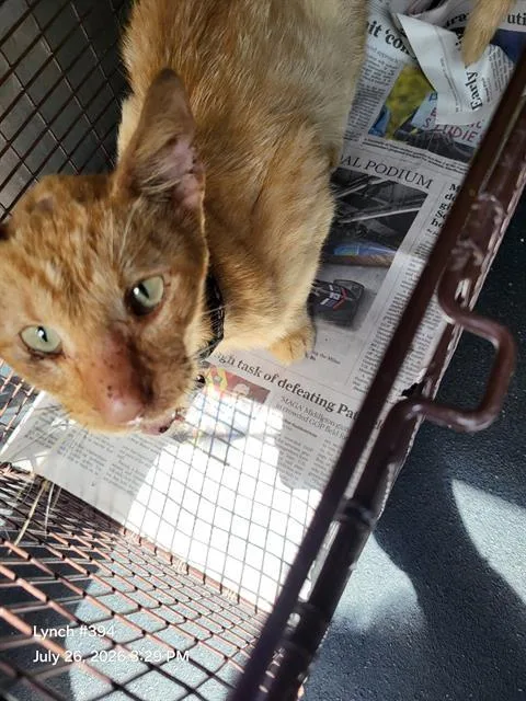 A young small-sized male Domestic Short Hair cat named Shy Boy for adoption in San Antonio, TX