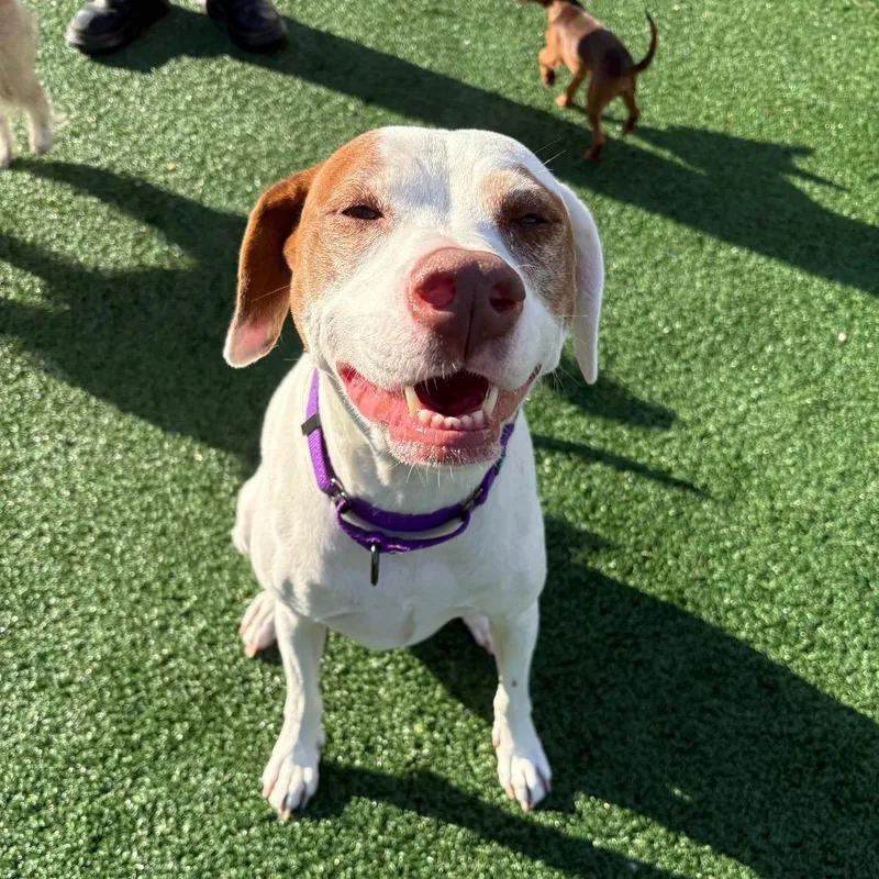An adult medium-sized female White / Cream Hound dog named Rosie for adoption in Brockton, MA