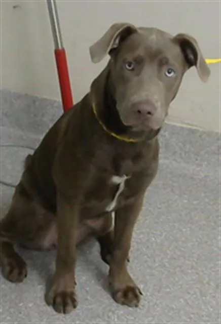 A young medium-sized female Weimaraner dog named Jordyn for adoption in Pasadena, TX