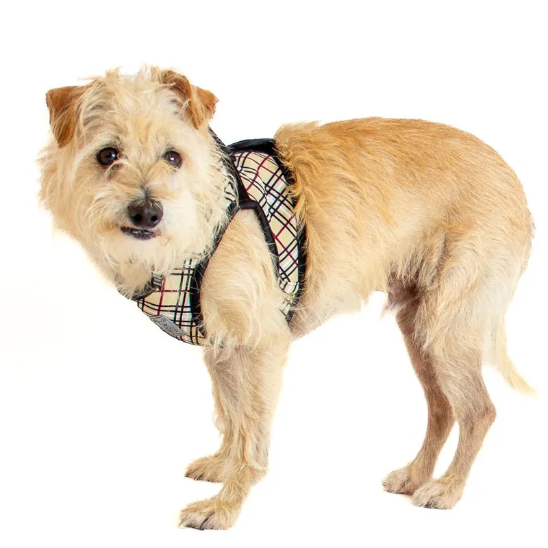 A senior medium-sized male Yellow / Tan / Blond / Fawn Terrier dog named Jinx for adoption in San Francisco, CA