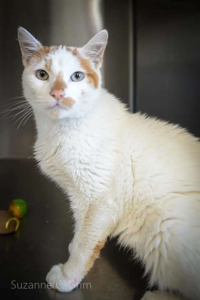 A young medium-sized male Domestic Short Hair cat named Alvin for adoption in New Orleans, LA