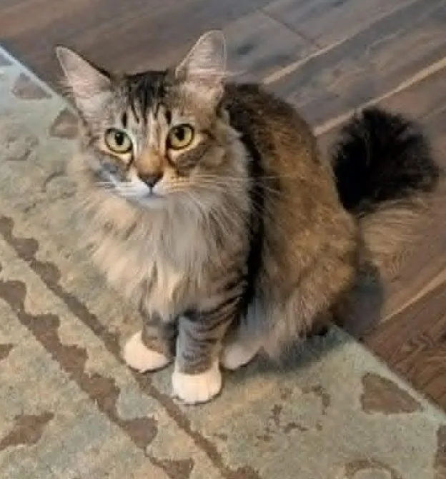 A young medium-sized female Tabby (Brown / Chocolate) Domestic Long Hair cat named Pistachio for adoption in Anchorage, AK