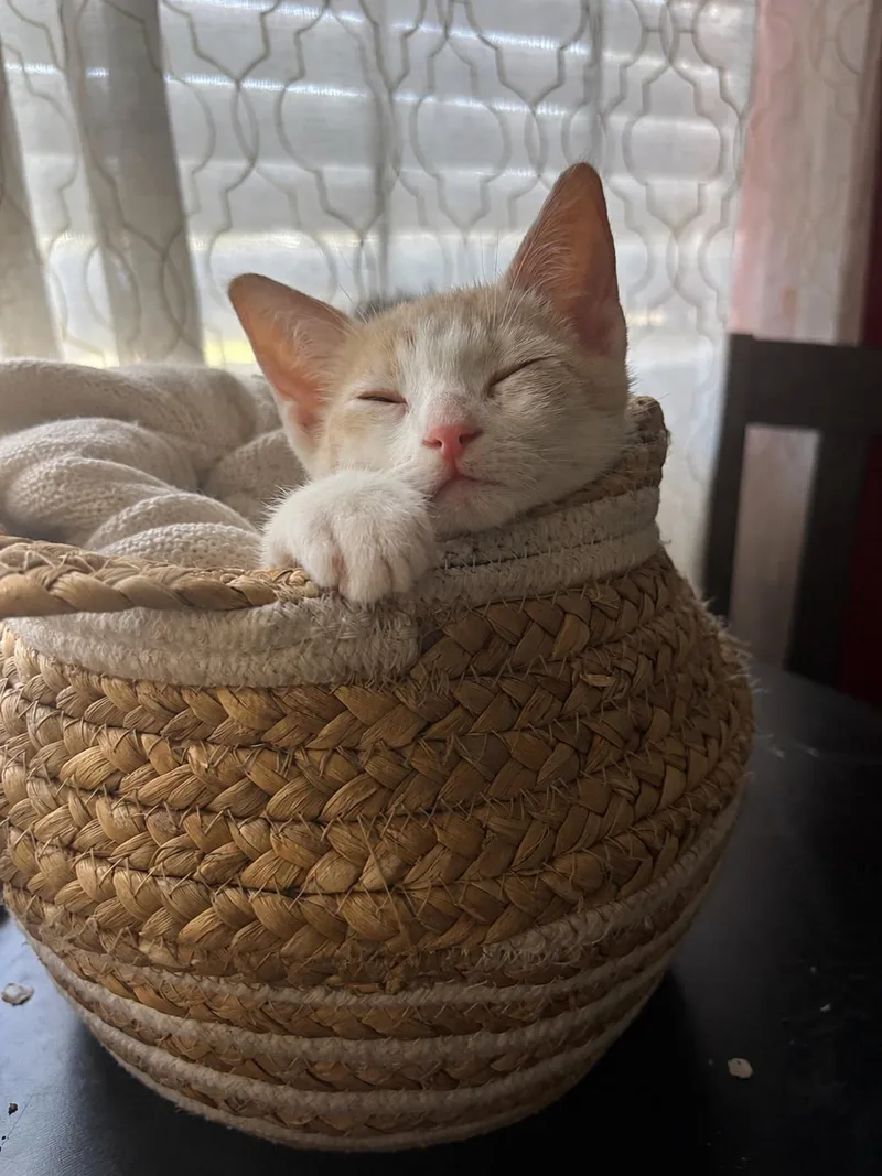 A baby medium-sized male Buff & White Domestic Short Hair cat named Dash for adoption in Napa, CA
