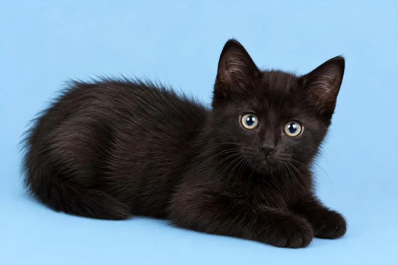 A baby small-sized male Domestic Medium Hair cat named Cayenne for adoption in Cleveland, TX