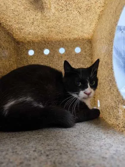 An adult medium-sized male Domestic Medium Hair cat named Zacian for adoption in Sevierville, TN