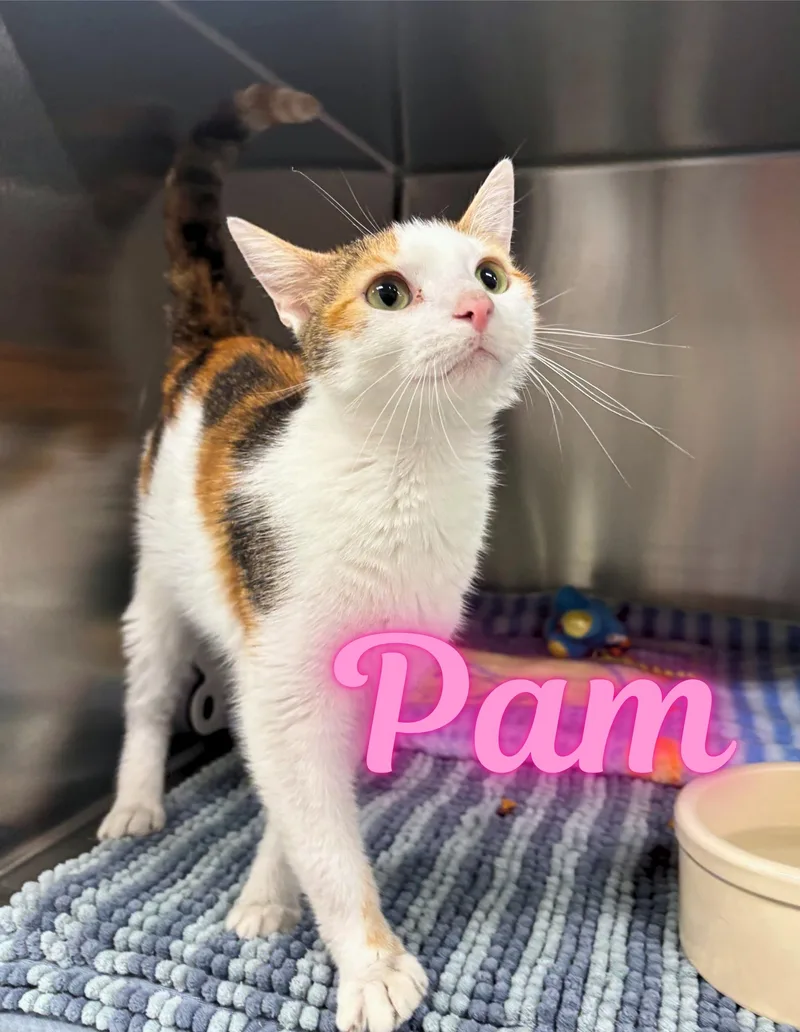 A young medium-sized female Calico Domestic Short Hair cat named Pam for adoption in Nevada, IA