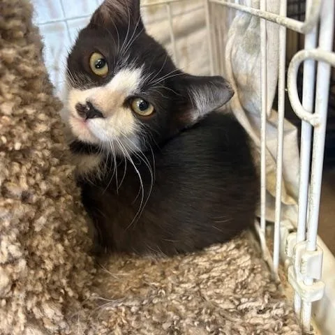 Chaplin & Eugene thumbnail 4