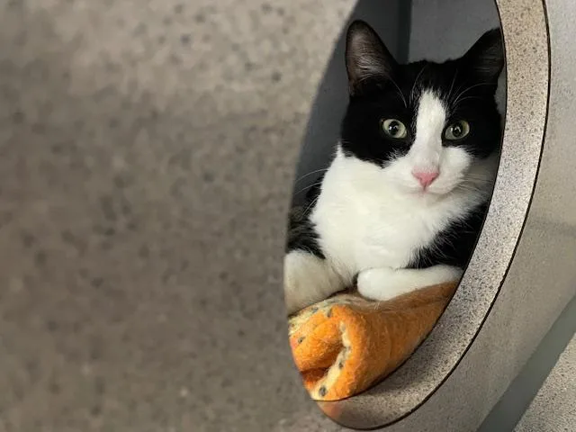 Chaplin & Eugene thumbnail 6