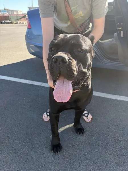 An adult extra large-sized male Cane Corso dog named Sultan for adoption in Vallejo, CA