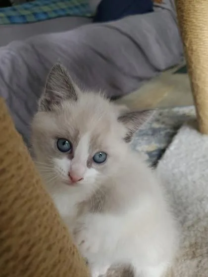 Butterfinger thumbnail 2