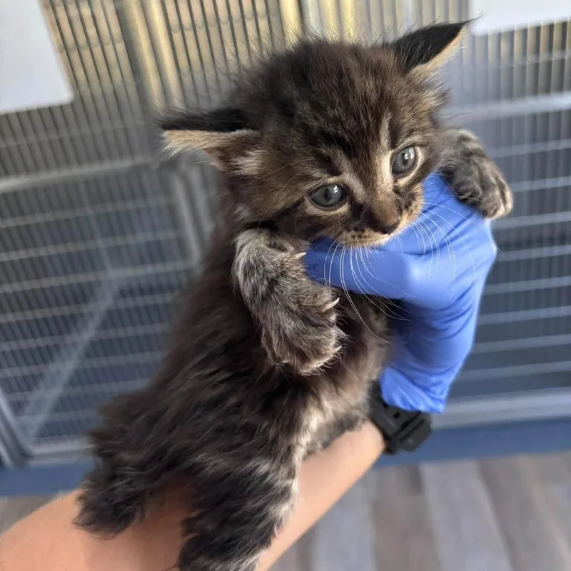 A baby small-sized male Gray / Blue / Silver American Shorthair cat named Snap for adoption in Spring Hill, KS