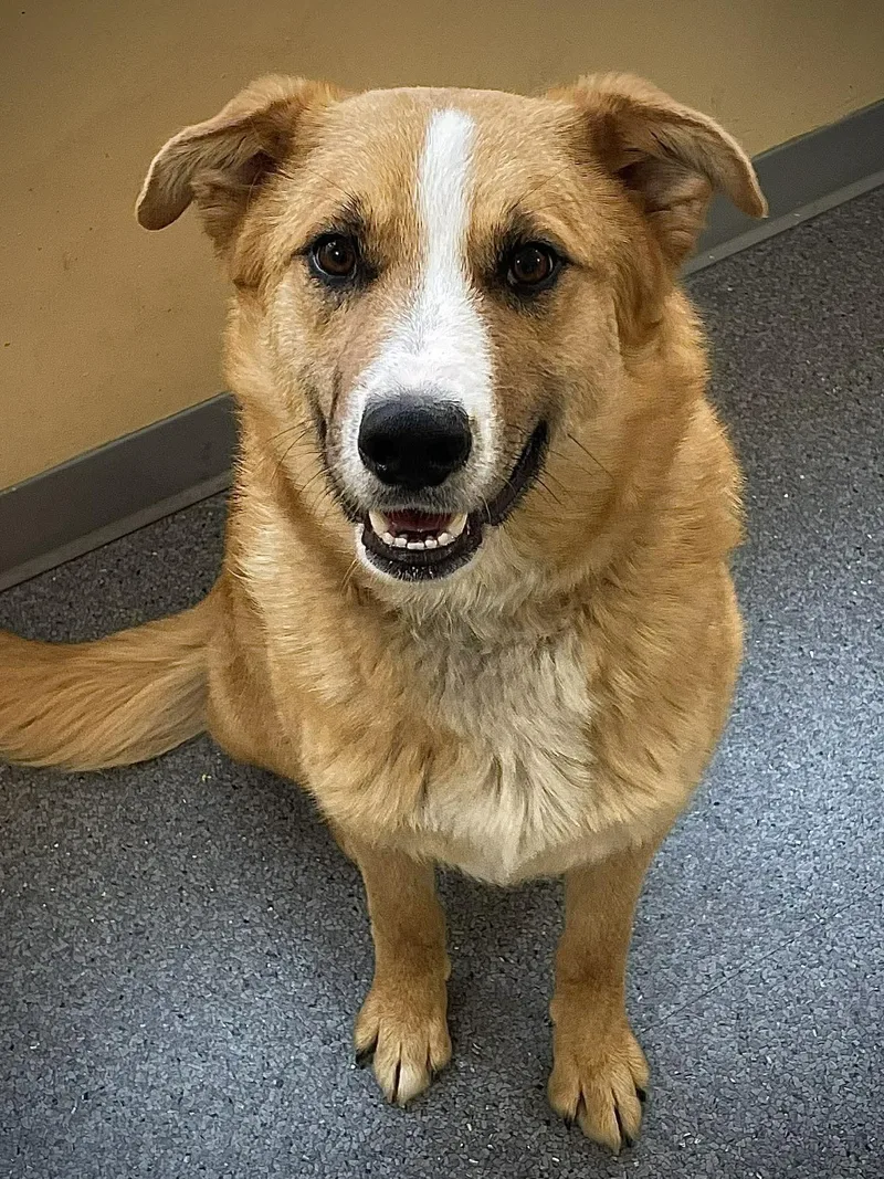 An adult medium-sized male Mixed Breed dog named Aspen for adoption in Covington, VA