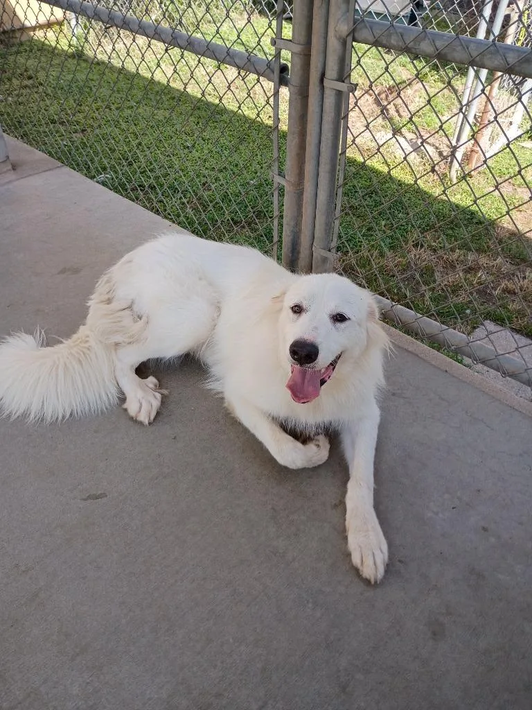 A young large-sized female American Eskimo Dog dog named Baily for adoption in Albany, GA