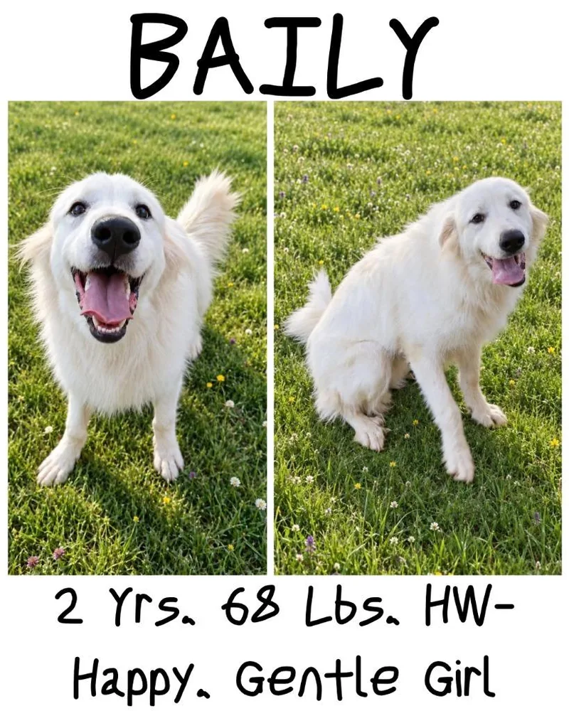Baily thumbnail 5